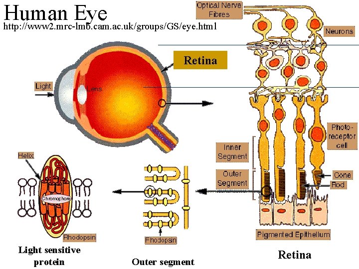 Human Eye http: //www 2. mrc-lmb. cam. ac. uk/groups/GS/eye. html Retina Light sensitive protein