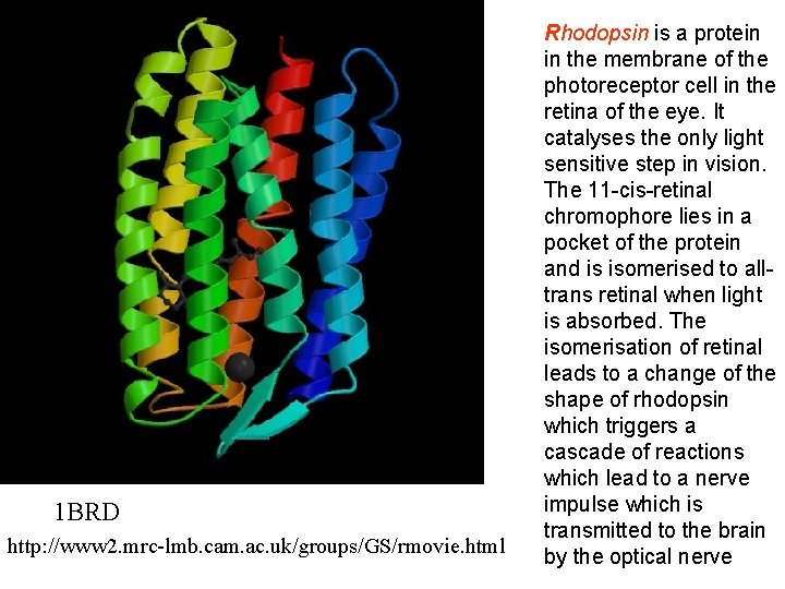 1 BRD http: //www 2. mrc-lmb. cam. ac. uk/groups/GS/rmovie. html Rhodopsin is a protein