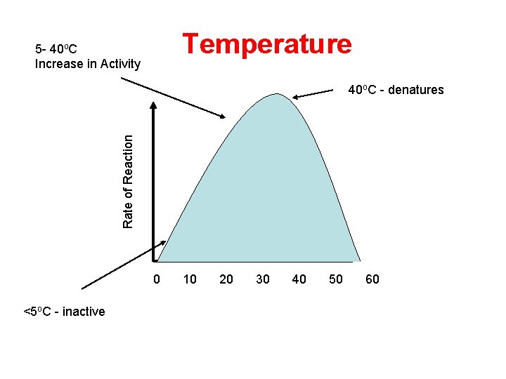 Temperature 5 - 40 o. C Increase in Activity Rate of Reaction 40 o. Temperature 5 - 40 o. C Increase in Activity Rate of Reaction 40 o.