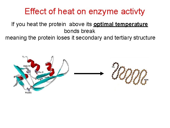 Effect of heat on enzyme activty If you heat the protein above its optimal Effect of heat on enzyme activty If you heat the protein above its optimal