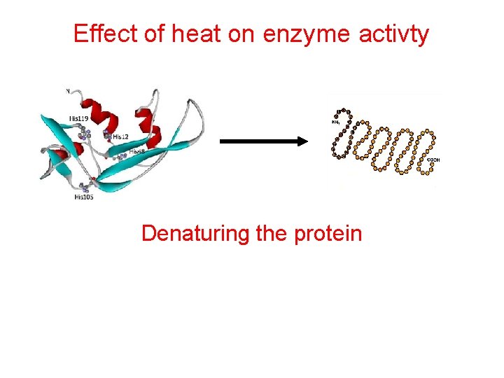 Effect of heat on enzyme activty Denaturing the protein  Effect of heat on enzyme activty Denaturing the protein