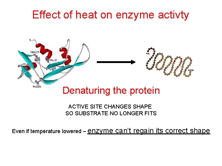 Effect of heat on enzyme activty Denaturing the protein ACTIVE SITE CHANGES SHAPE SO Effect of heat on enzyme activty Denaturing the protein ACTIVE SITE CHANGES SHAPE SO
