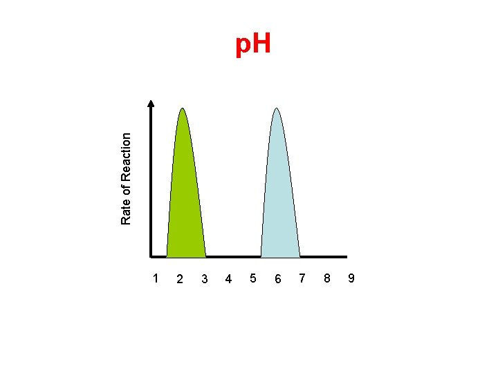 Rate of Reaction p. H 1 2 3 4 5 6 7 8 9 Rate of Reaction p. H 1 2 3 4 5 6 7 8 9