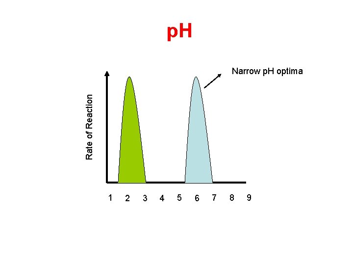p. H Rate of Reaction Narrow p. H optima 1 2 3 4 5 p. H Rate of Reaction Narrow p. H optima 1 2 3 4 5