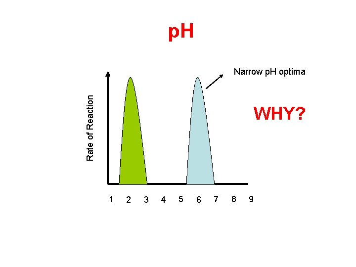 p. H Rate of Reaction Narrow p. H optima WHY? 1 2 3 4 p. H Rate of Reaction Narrow p. H optima WHY? 1 2 3 4