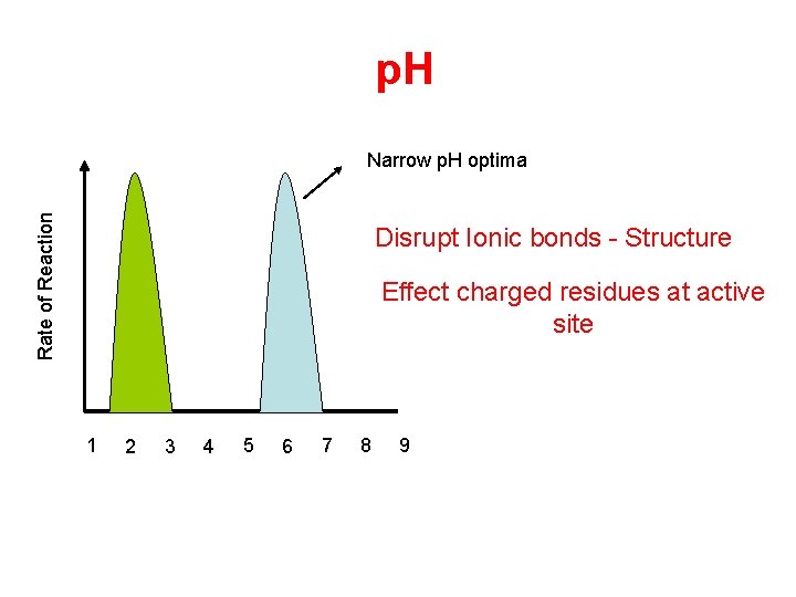 p. H Rate of Reaction Narrow p. H optima Disrupt Ionic bonds - Structure p. H Rate of Reaction Narrow p. H optima Disrupt Ionic bonds - Structure