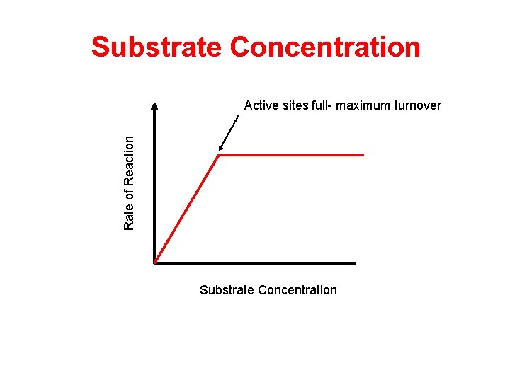 Substrate Concentration Rate of Reaction Active sites full- maximum turnover Substrate Concentration  Substrate Concentration Rate of Reaction Active sites full- maximum turnover Substrate Concentration