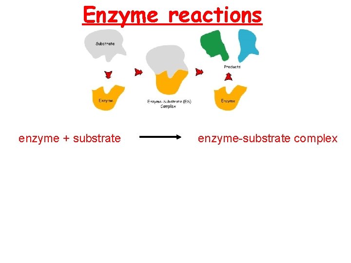 Enzyme reactions enzyme + substrate enzyme-substrate complex  Enzyme reactions enzyme + substrate enzyme-substrate complex