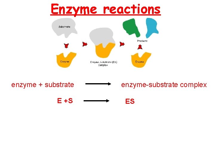 Enzyme reactions enzyme + substrate E +S enzyme-substrate complex ES  Enzyme reactions enzyme + substrate E +S enzyme-substrate complex ES