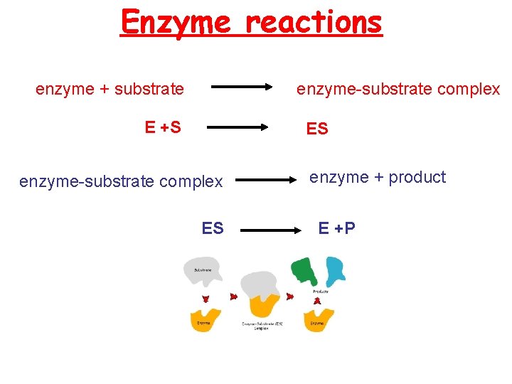 Enzyme reactions enzyme + substrate enzyme-substrate complex E +S ES enzyme-substrate complex ES enzyme Enzyme reactions enzyme + substrate enzyme-substrate complex E +S ES enzyme-substrate complex ES enzyme