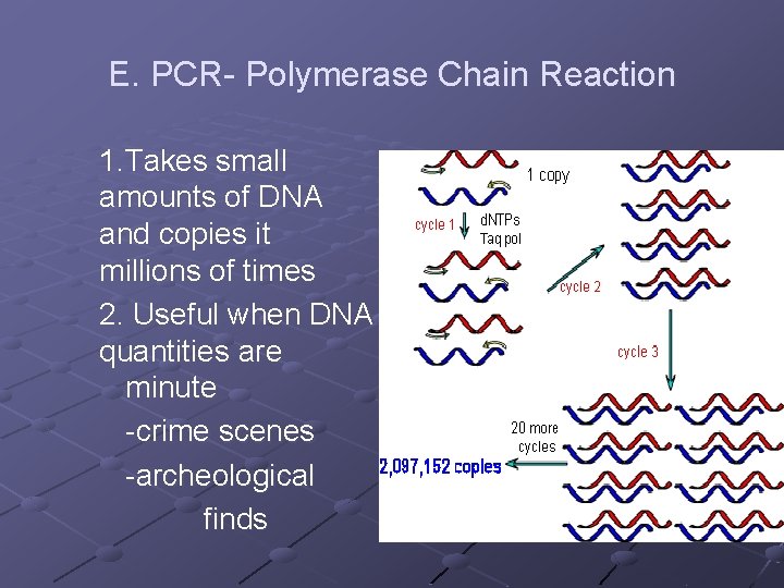 E. PCR- Polymerase Chain Reaction 1. Takes small amounts of DNA and copies it