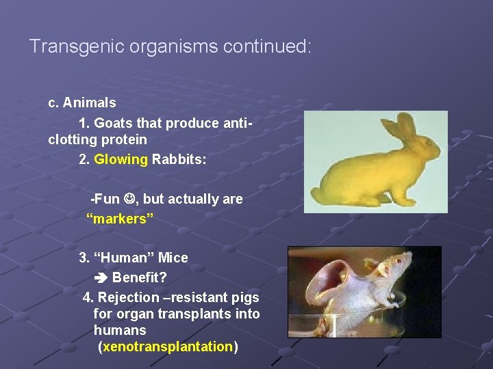 Transgenic organisms continued: c. Animals 1. Goats that produce anticlotting protein 2. Glowing Rabbits: