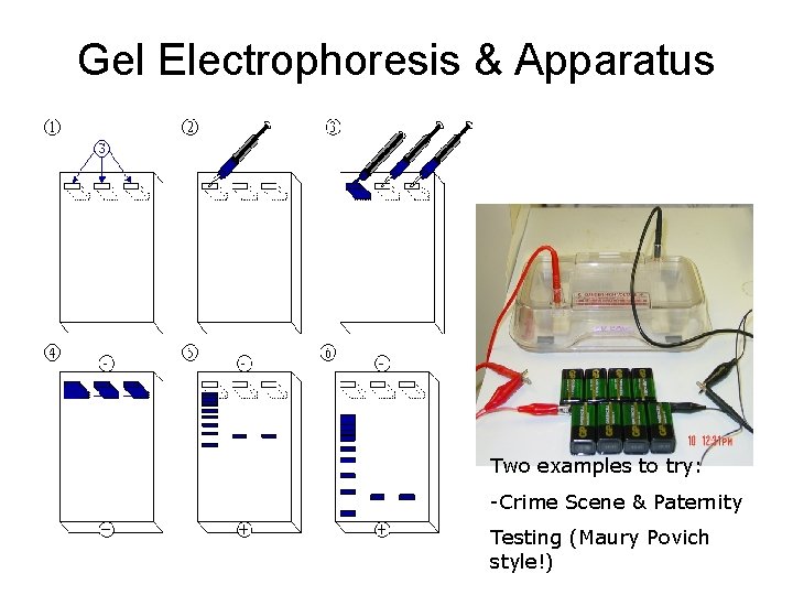 Gel Electrophoresis & Apparatus Two examples to try: -Crime Scene & Paternity Testing (Maury