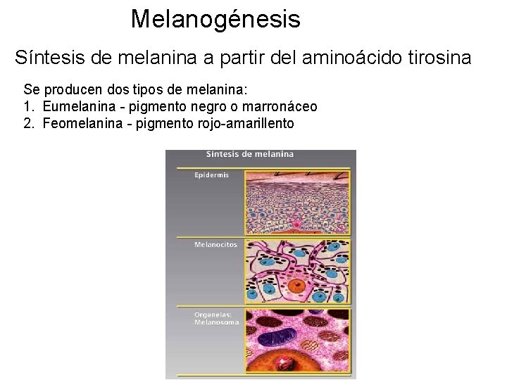 Melanogénesis Síntesis de melanina a partir del aminoácido tirosina Se producen dos tipos de
