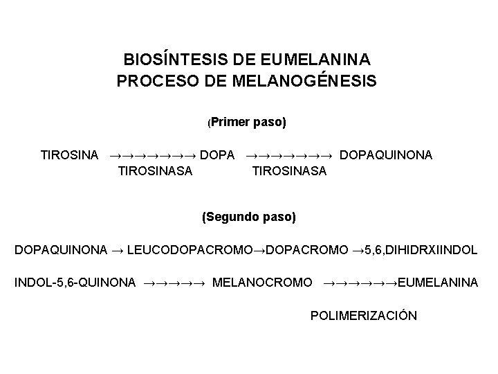 BIOSÍNTESIS DE EUMELANINA PROCESO DE MELANOGÉNESIS (Primer paso) TIROSINA →→→→→→→ DOPAQUINONA TIROSINASA (Segundo paso)