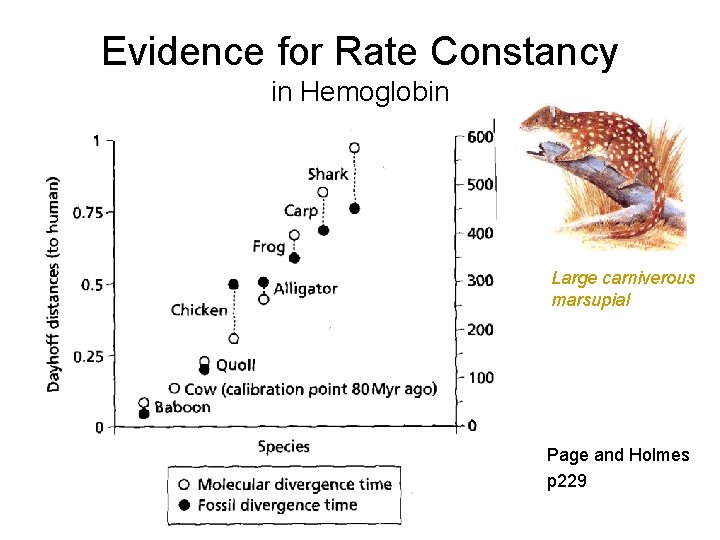 Evidence for Rate Constancy in Hemoglobin Large carniverous marsupial Page and Holmes p 229