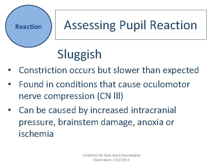 Reaction Assessing Pupil Reaction Sluggish • Constriction occurs but slower than expected • Found