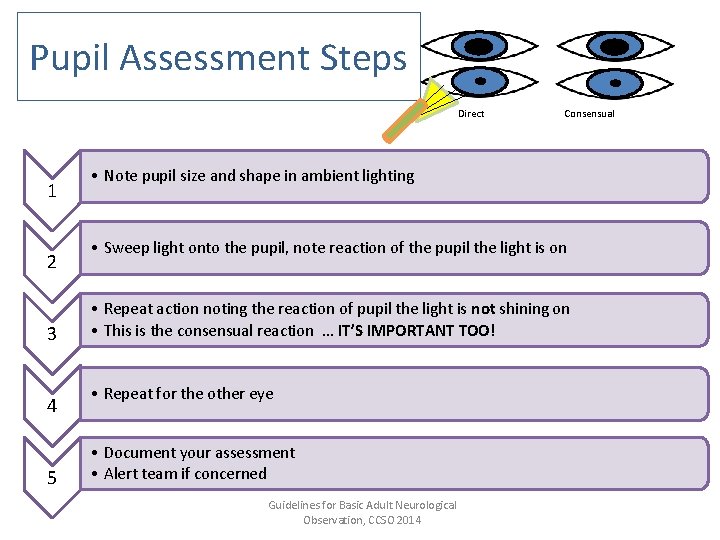 Pupil Assessment Steps Direct 1 2 3 4 5 Consensual • Note pupil size