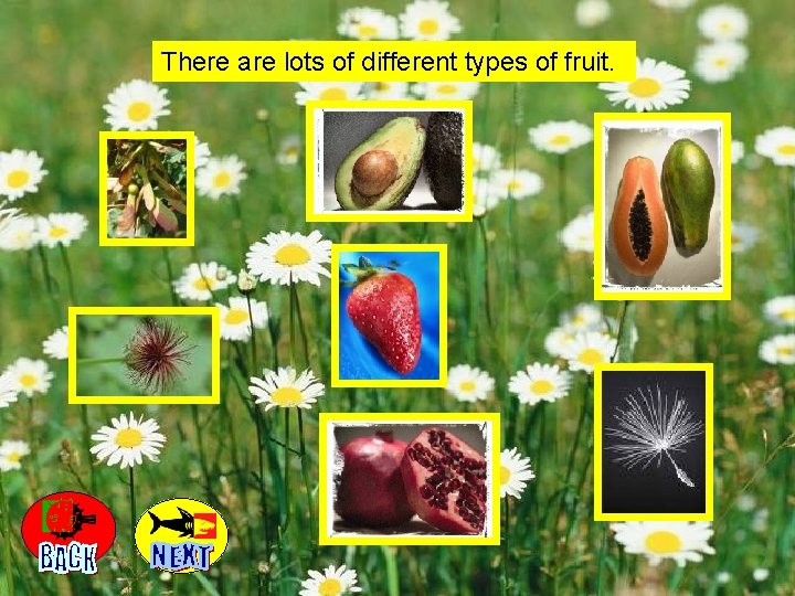 Some plants reproduce by creating fruit and seeds