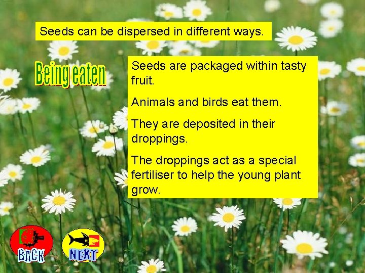 Some plants reproduce by creating fruit and seeds