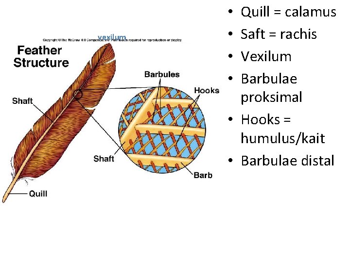 vexilum Quill = calamus Saft = rachis Vexilum Barbulae proksimal • Hooks = humulus/kait
