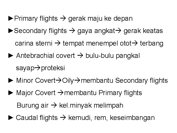 ►Primary flights gerak maju ke depan ►Secondary flights gaya angkat gerak keatas carina sterni