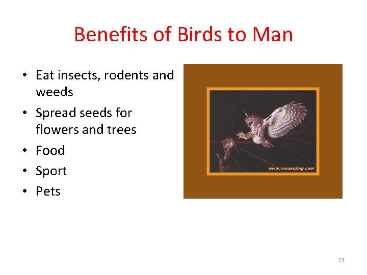 Benefits of Birds to Man • Eat insects, rodents and weeds • Spread seeds