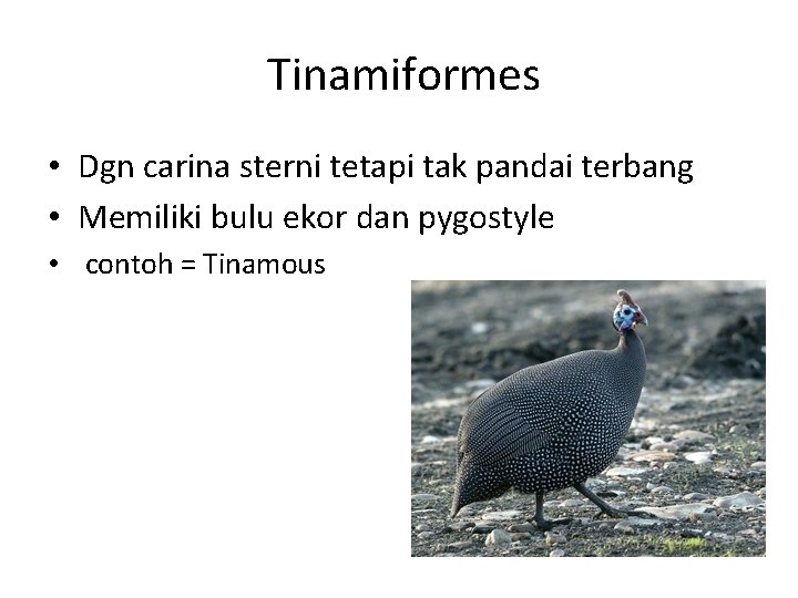 Tinamiformes • Dgn carina sterni tetapi tak pandai terbang • Memiliki bulu ekor dan