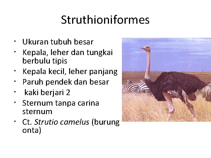 Struthioniformes Ukuran tubuh besar Kepala, leher dan tungkai berbulu tipis Kepala kecil, leher panjang