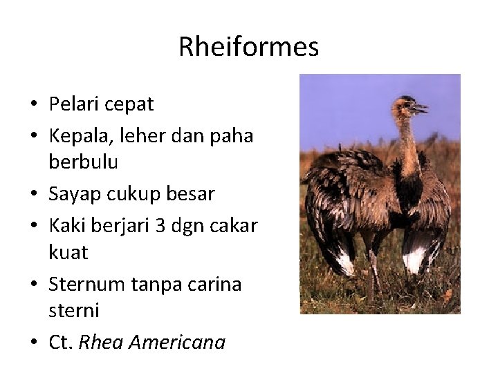 Rheiformes • Pelari cepat • Kepala, leher dan paha berbulu • Sayap cukup besar