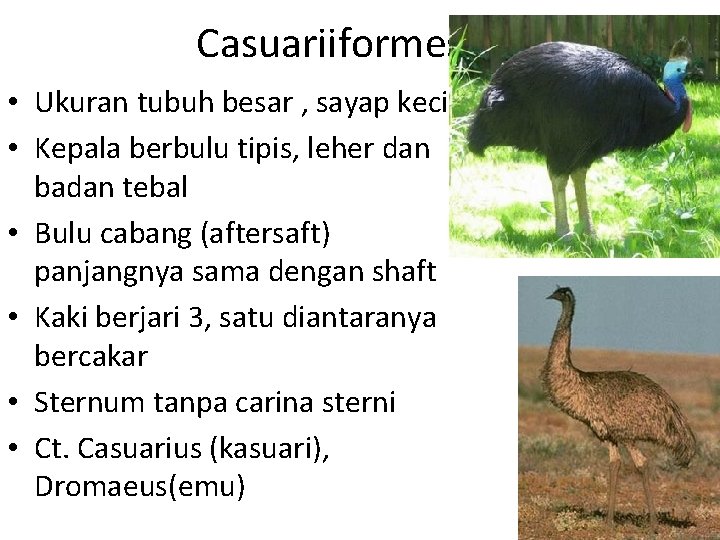 Casuariiformes • Ukuran tubuh besar , sayap kecil • Kepala berbulu tipis, leher dan