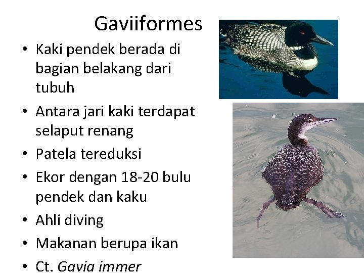 Gaviiformes • Kaki pendek berada di bagian belakang dari tubuh • Antara jari kaki
