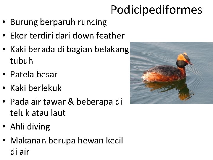 Podicipediformes • Burung berparuh runcing • Ekor terdiri dari down feather • Kaki berada