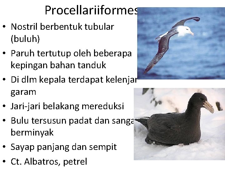 Procellariiformes • Nostril berbentuk tubular (buluh) • Paruh tertutup oleh beberapa kepingan bahan tanduk