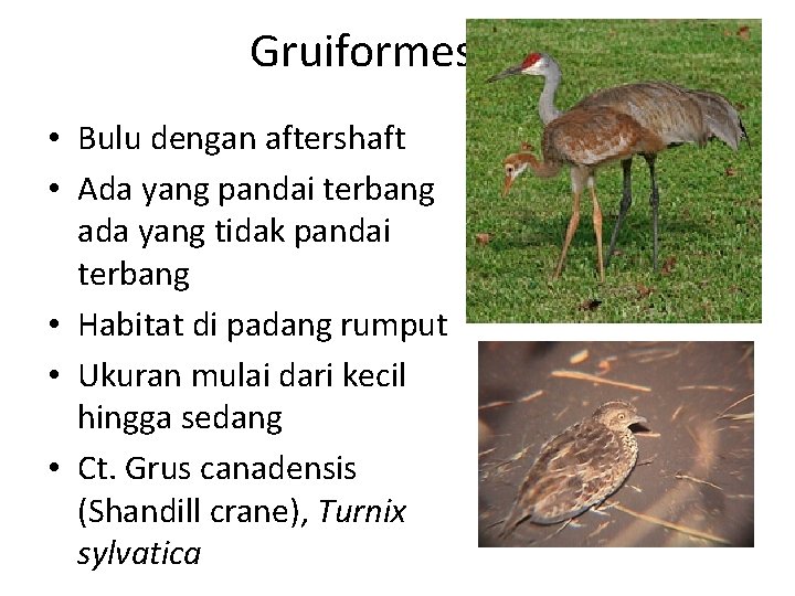 Gruiformes • Bulu dengan aftershaft • Ada yang pandai terbang ada yang tidak pandai