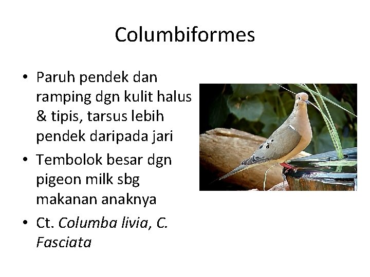 Columbiformes • Paruh pendek dan ramping dgn kulit halus & tipis, tarsus lebih pendek