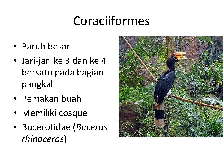 Coraciiformes • Paruh besar • Jari-jari ke 3 dan ke 4 bersatu pada bagian