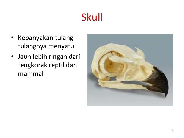 Skull • Kebanyakan tulangnya menyatu • Jauh lebih ringan dari tengkorak reptil dan mammal
