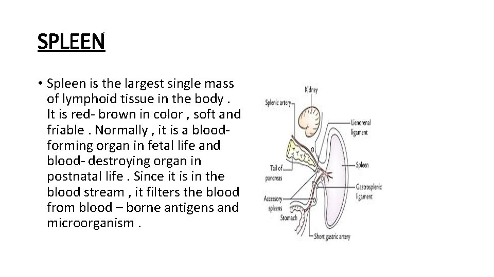 SPLEEN • Spleen is the largest single mass of lymphoid tissue in the body.