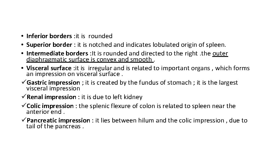  • Inferior borders : it is rounded • Superior border : it is