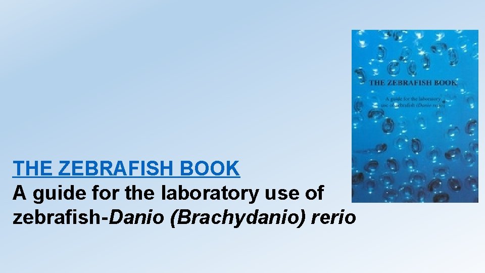 THE ZEBRAFISH BOOK A guide for the laboratory use of zebrafish-Danio (Brachydanio) rerio 