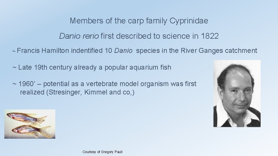 Members of the carp family Cyprinidae Danio rerio first described to science in 1822