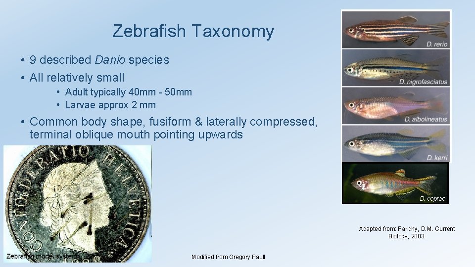 Zebrafish Taxonomy • 9 described Danio species • All relatively small • Adult typically