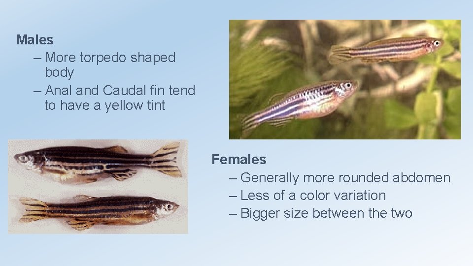 Males – More torpedo shaped body – Anal and Caudal fin tend to have