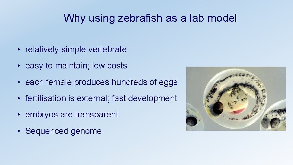 Why using zebrafish as a lab model • relatively simple vertebrate • easy to