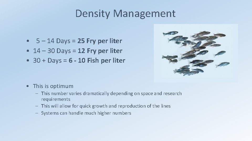 Density Management • 5 – 14 Days = 25 Fry per liter • 14