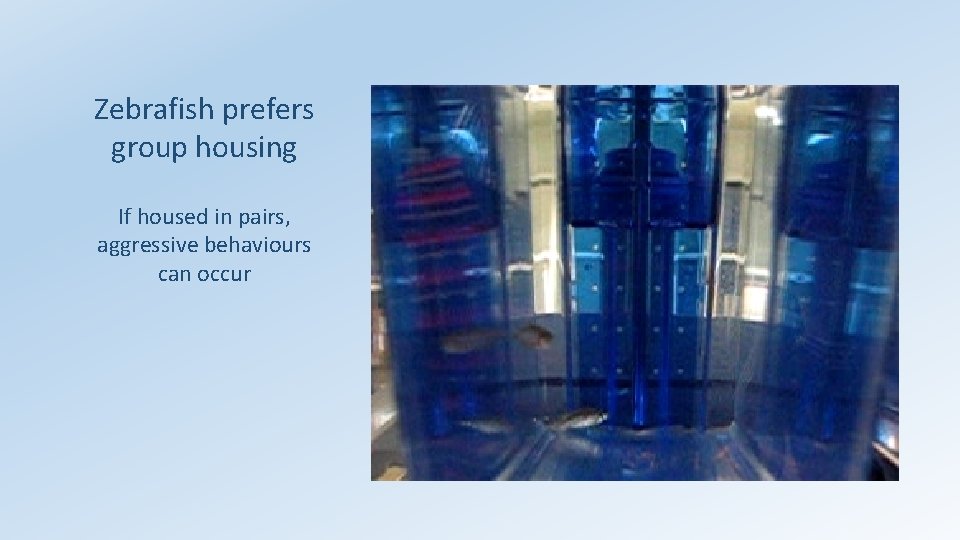 Zebrafish prefers group housing If housed in pairs, aggressive behaviours can occur 