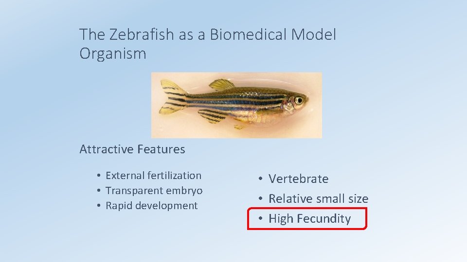 The Zebrafish as a Biomedical Model Organism Attractive Features • External fertilization • Transparent
