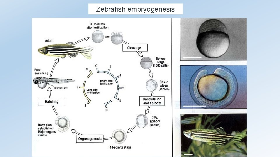 Zebrafish embryogenesis 