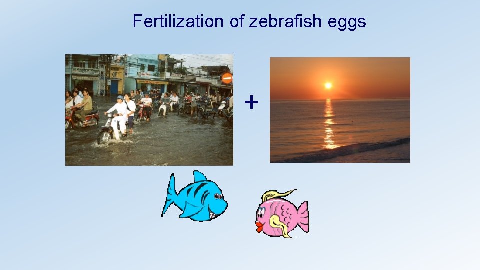 Fertilization of zebrafish eggs + 